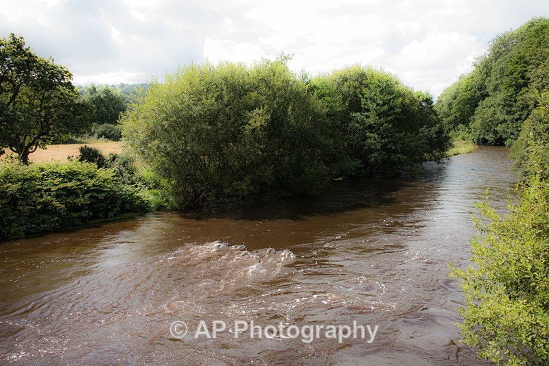 Goosanders_ACP_2535-2 - Birds