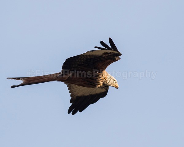 argaty jan -109 - Birds of Prey
