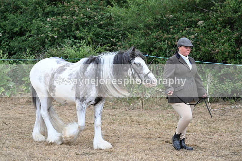 WJ7_9461 - Class 5 Most Handsome Gelding (up to 14.2hh)