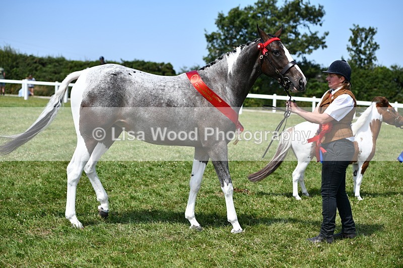 DSC_7953 - Coloured Horse In Hand Championship