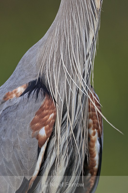 Great Blue Heron feather detail, Viera Wetlands, Florida - Great Blue Heron