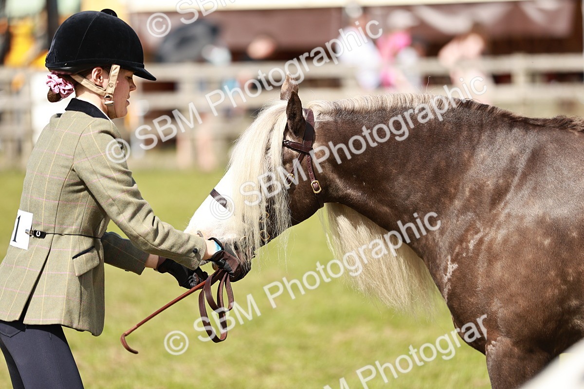 SBM_08814 - Class 63-65 - Traditional Gypsy Cobs In Hand & Ridden