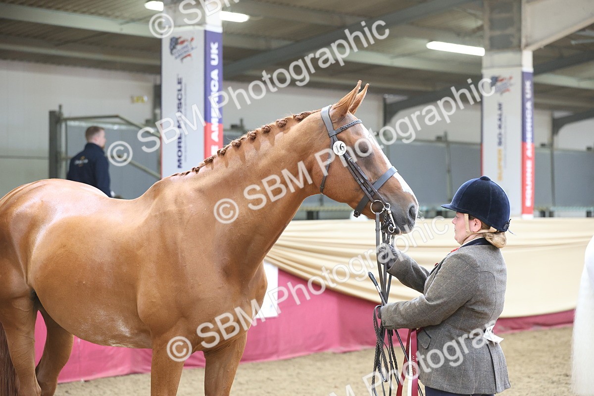 SBM_23412 - Class 903 - Supreme Final - IH Pre Vet