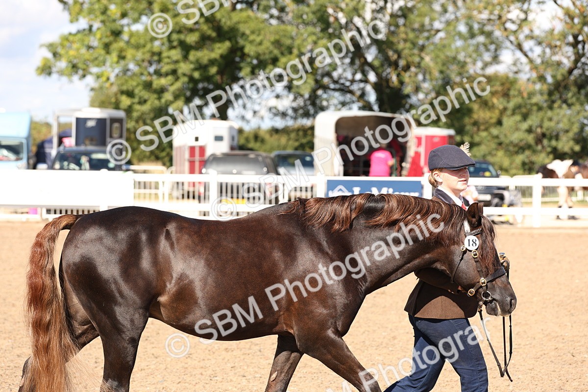 SBM_14010 - Class 207 - IH M&M