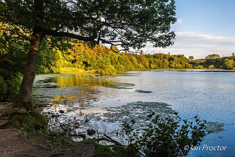 Summer Evening at Hillsborough Lake - County Down