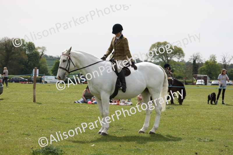 20260426-4421 - Class 34 - Best Riding Horse Over 14.2hh