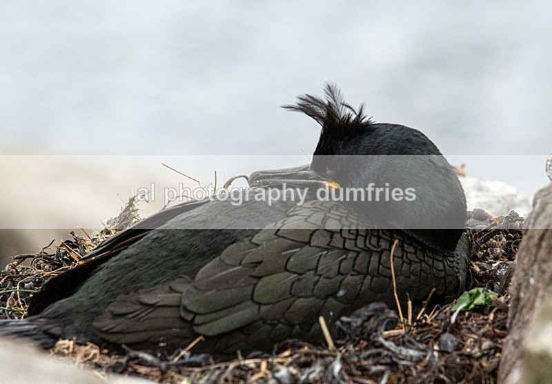 _CNP0805 - Farne Isles