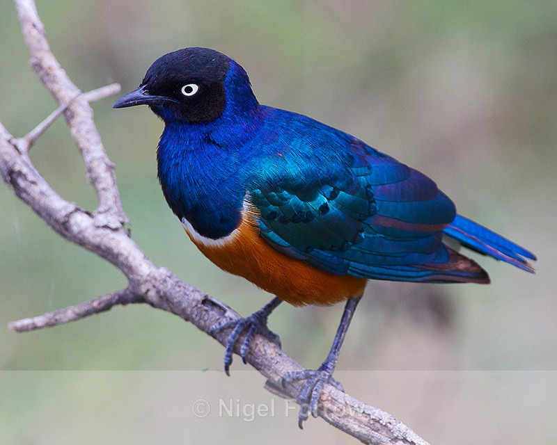 Superb Starling perched on a branch - Superb Starling