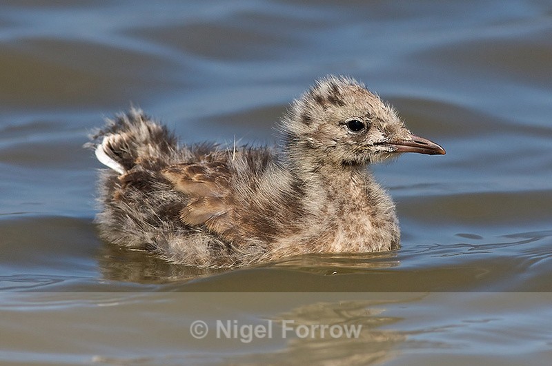 Black-headed Gull chick swimming on the lagoon at Brownsea Island - Black-headed Gull