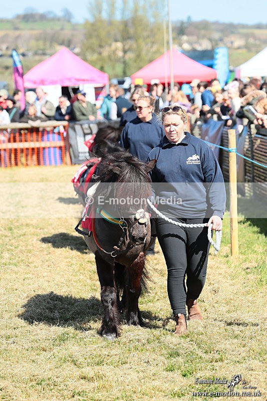 Shet 060426 42 - Shetland Pony Racing Paxford Races Easter Mon 06/04/26