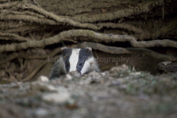  - Wildlife, Mammal Photography, Great Britain