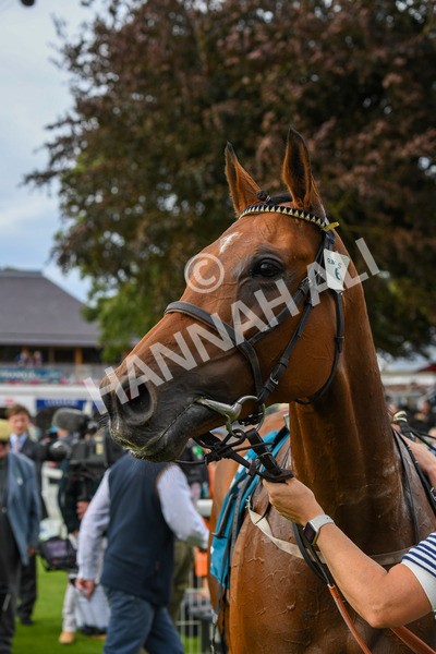 250823-Race 5-Reach-0938 - Race 5 4.10pm Assured Data Protection EBF Fillies' Handicap