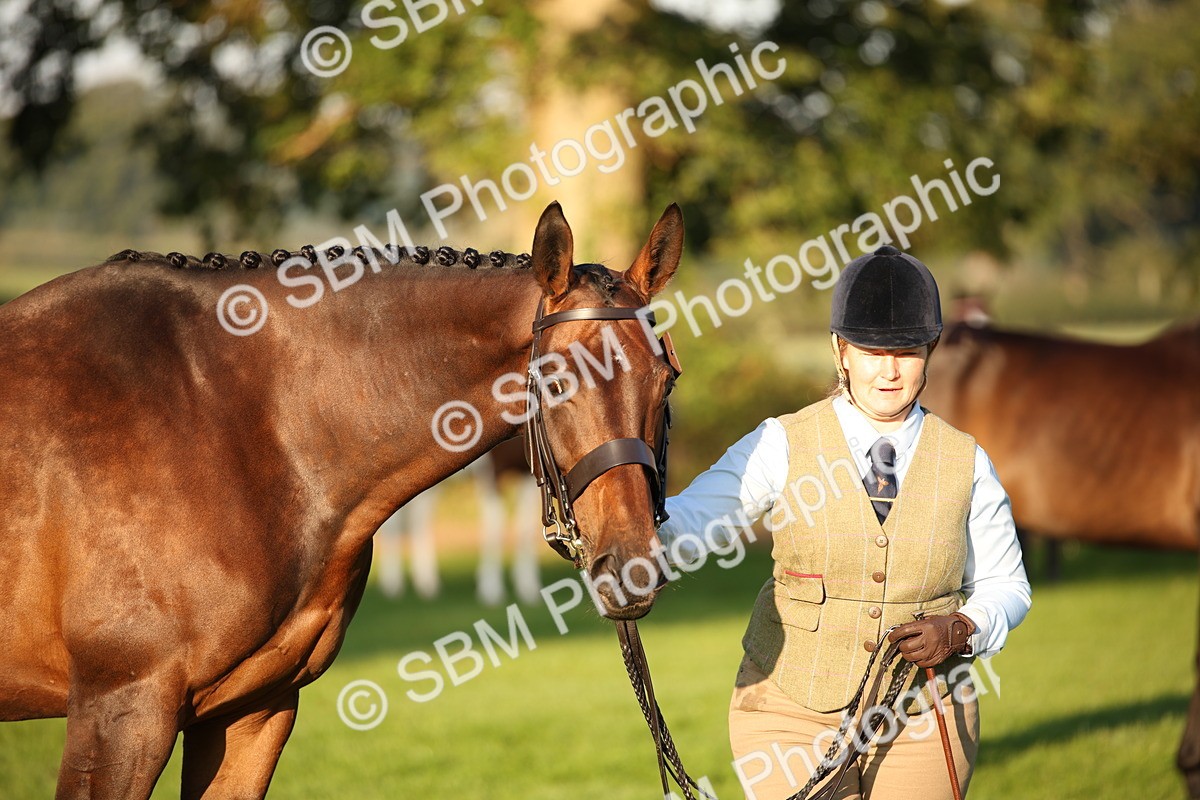 SBM_56885 - S49 - Riding Horse & Hack & Thoroughbred In Hand