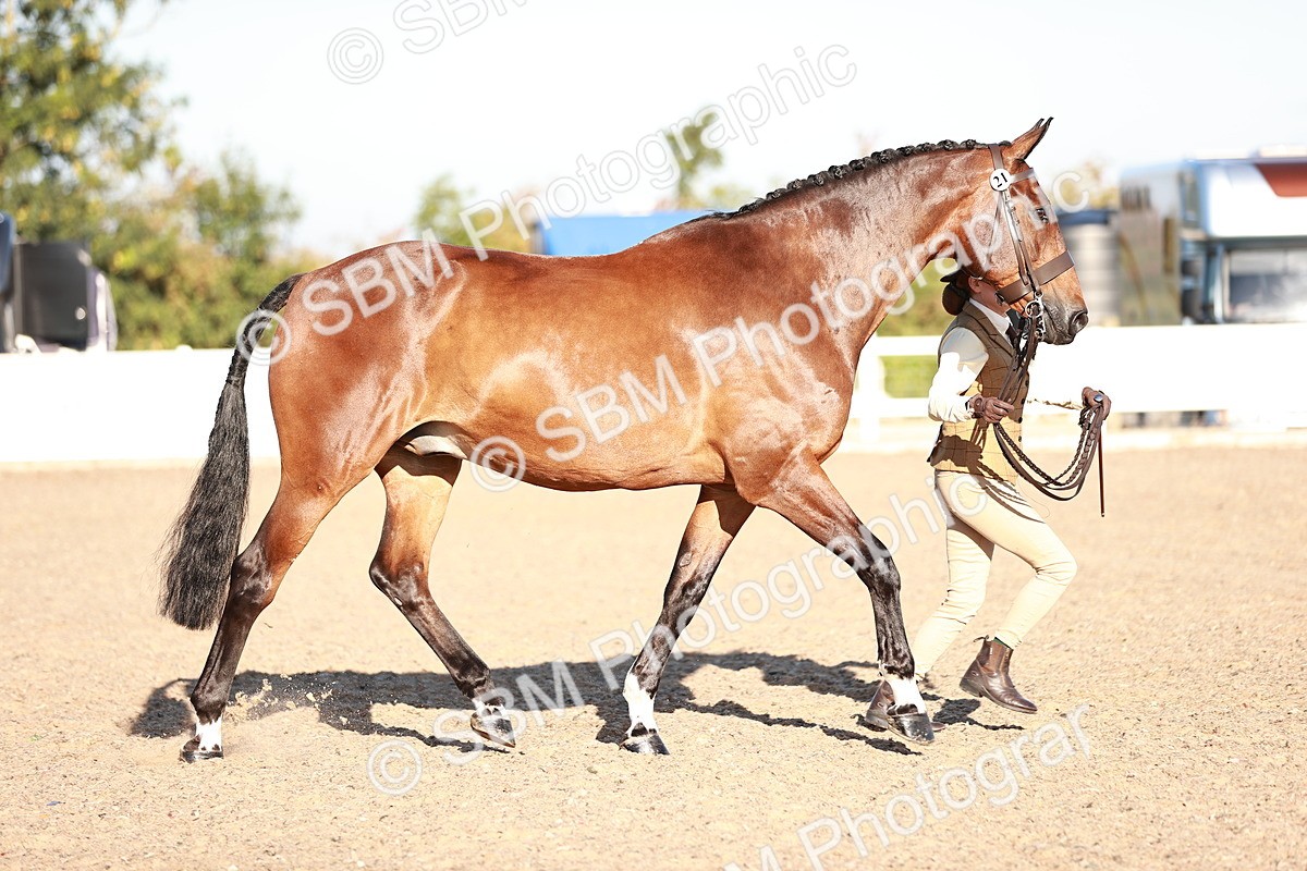 SBM_11186 - Class 401 - IH  Veteran horse