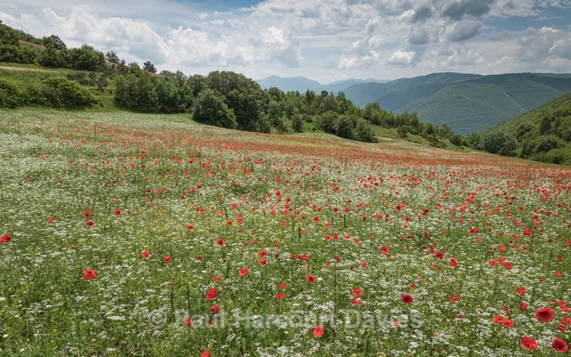 Preci: meadows with poppies, coriander, and cornflowers. - Flowers in the Landscape - 2