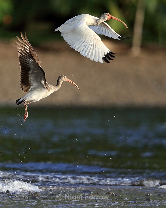 White Ibises taking off from sea, Playa Cativo Lodge, Costa Rica - White Ibis