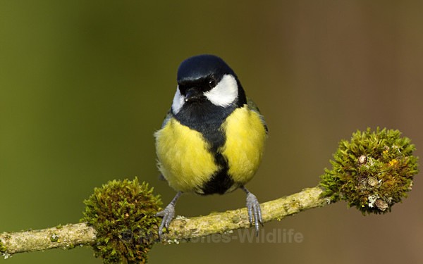 GREAT TIT REF GT 2 - THE GREAT TIT