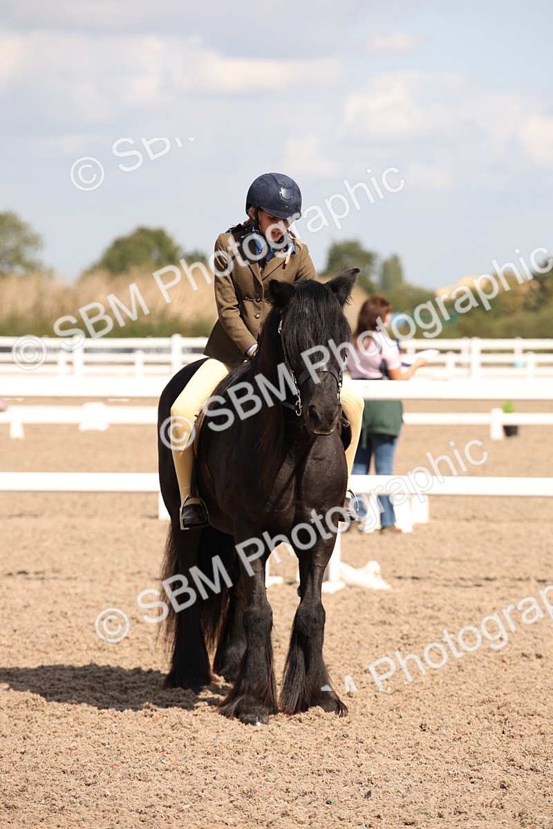 SBM_03394 - Class 18 Handsomest Gelding (IH or Ridden)