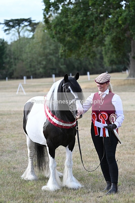 WJ7_8396 - In-hand Championship