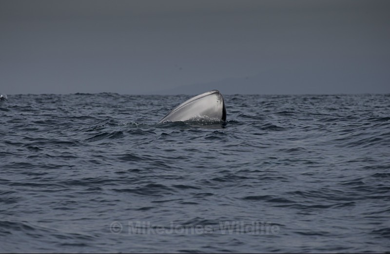 Spyhopping Fin Whale, Pico Island, Azores - WHALES & DOLPHINS ( PICO, AZORES MAY 2013 & 2014 )