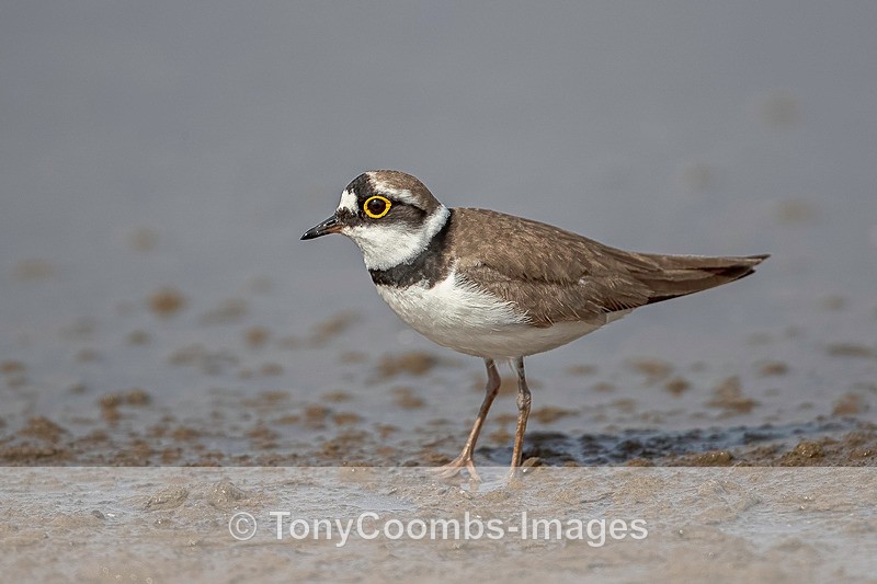 Little-ringed Plover  1904-13818 - Lesvos ~ Wading Birds