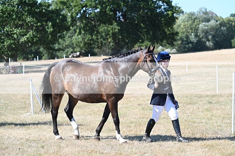WJ7_1712 - Class 42 Most Handsome Gelding