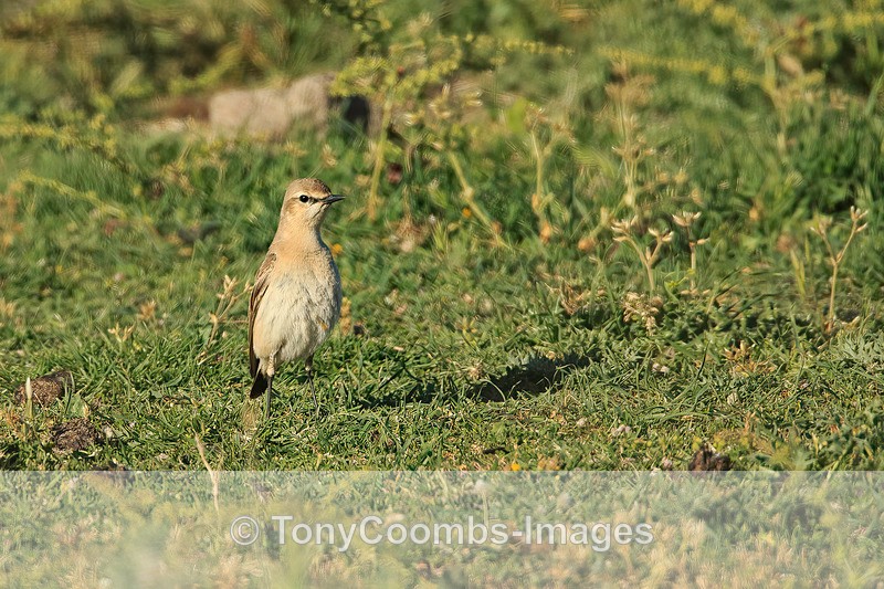 Isabelline Wheatear - Lesvos ~ Other Birds