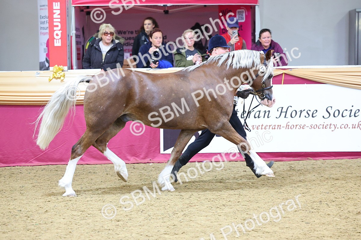 SBM_22836 - Class 903 - Supreme Final - IH Pre Vet