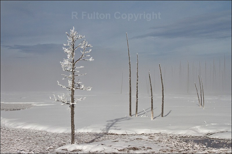 Tangle Creek - Yellowstone