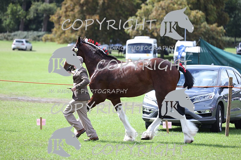 APP_3403 - Class 5 In Hand Championship