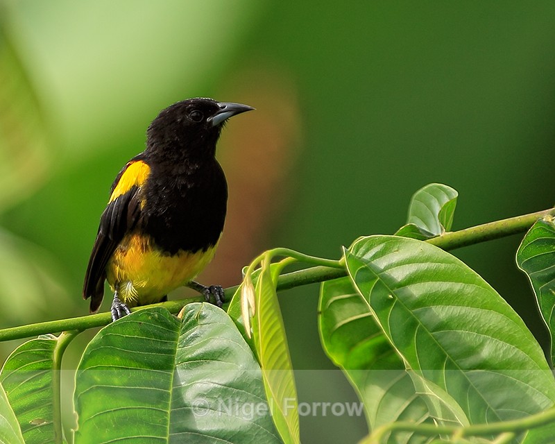 Black-cowled Oriole, Costa Rica - Black-cowled Oriole