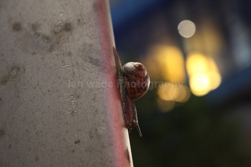 Urban snail at night in a Bristol Street - Urban Snail photography - Bristol