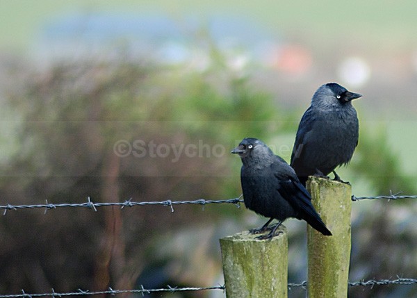 Jackdaws - Wildlife