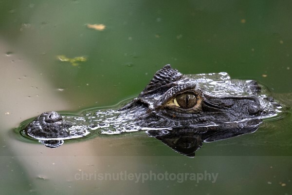  - Reptiles and Amphibians