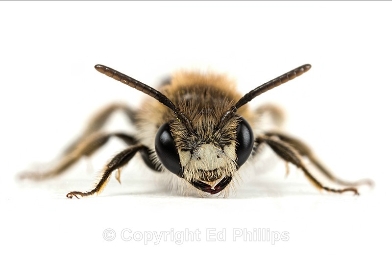 Andrena labiata (m) - Andrena labiata