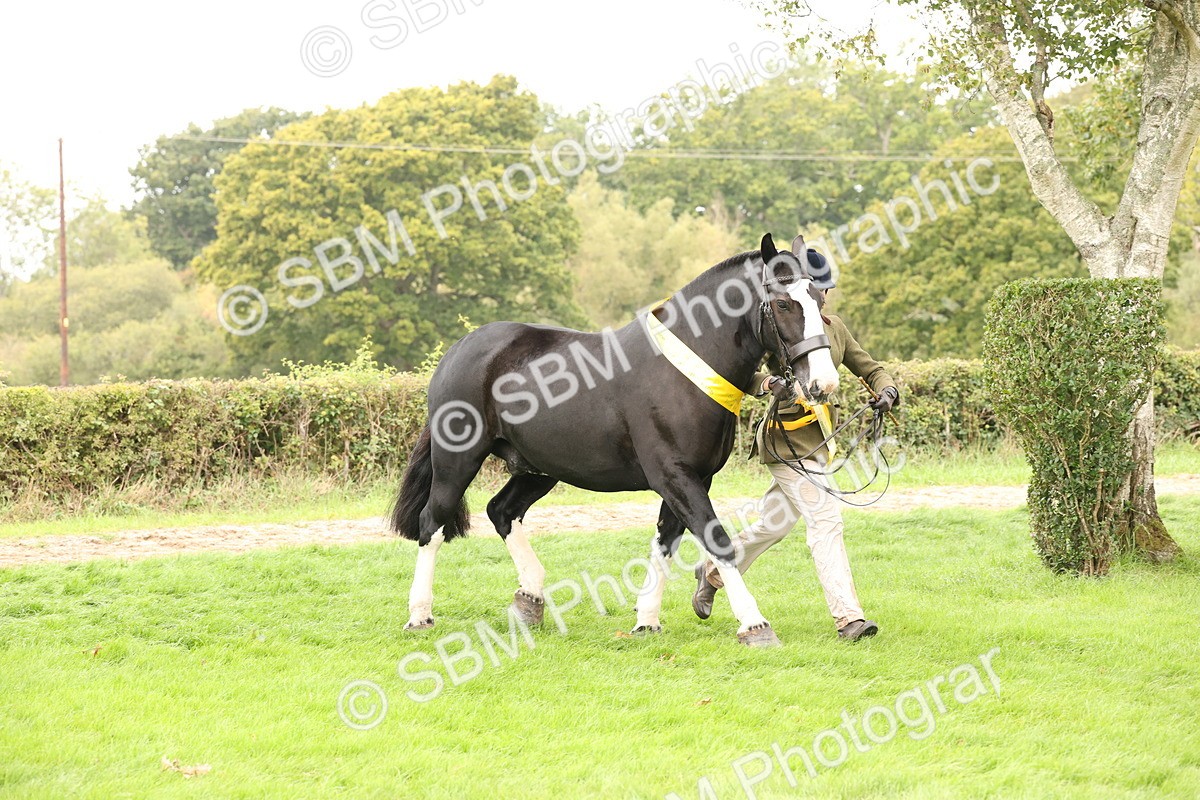 SBM_60842 - In Hand Horse Supreme Championship