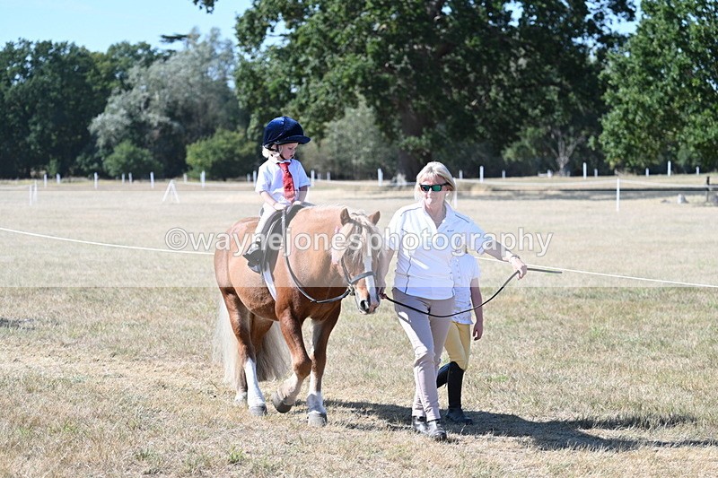 WJ7_1740 - Class 42 Most Handsome Gelding