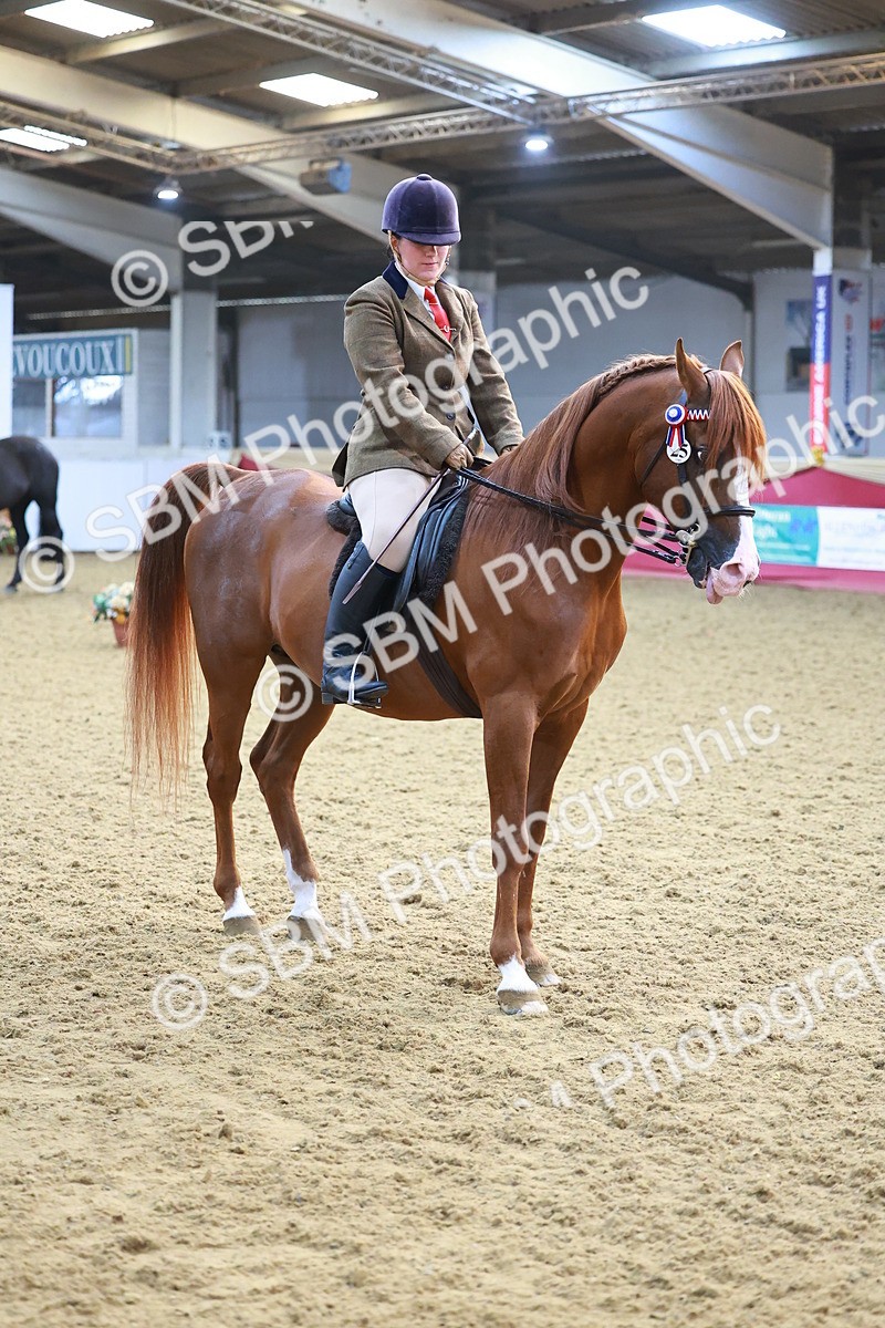 SBM_07690 - Class 101 - HOYS Veteran Qualifier - Ridden Diamond