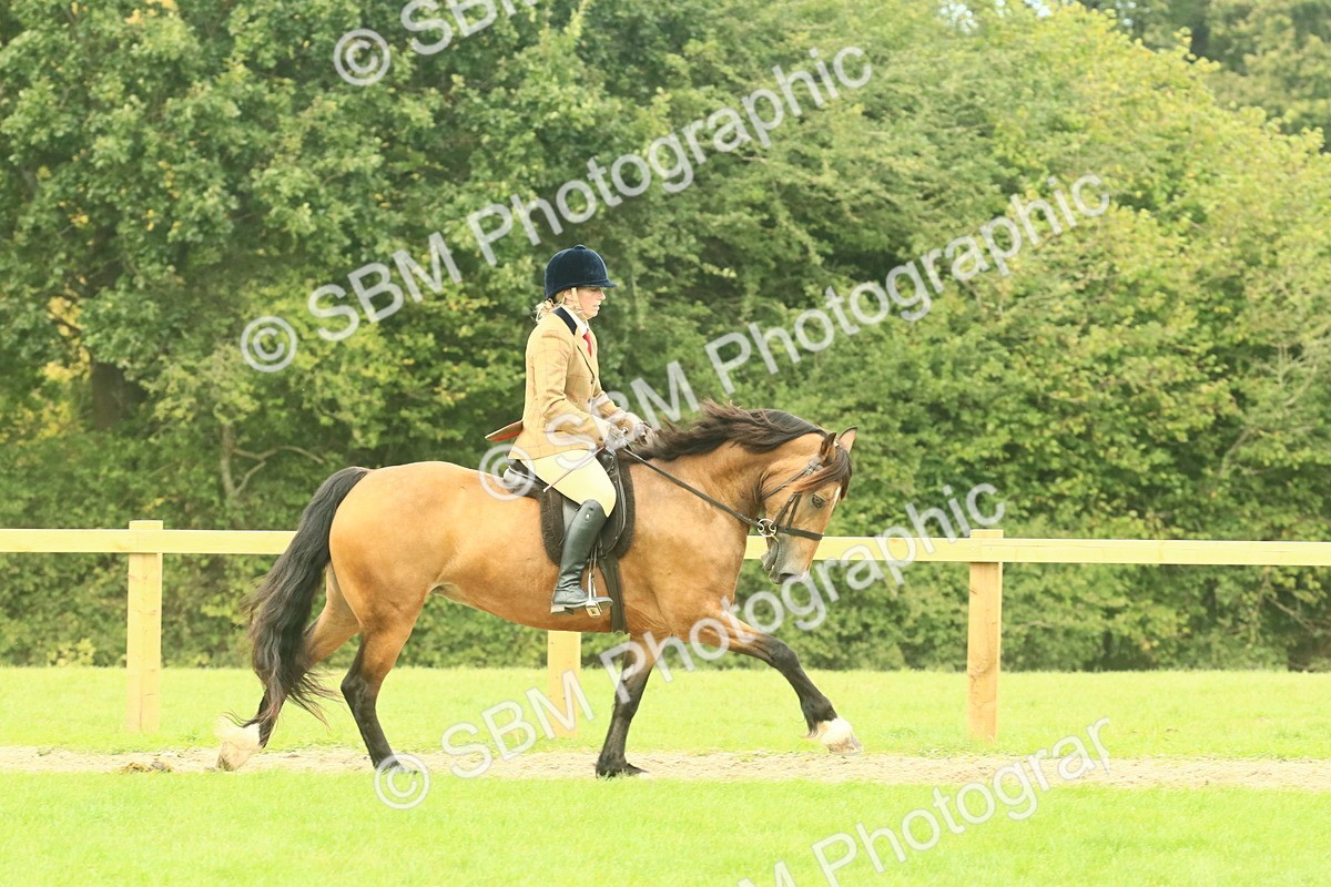 SBM_71900 - S60 - Mountain & Moorland Ridden Large Breeds