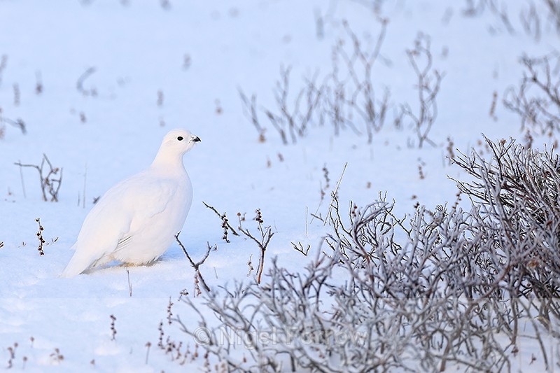 Willow Ptarmigan in winter plumage, Churchill, Canada - Willow Ptarmigan