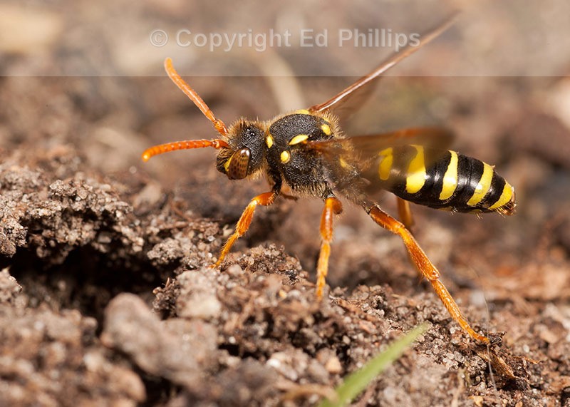 N. goodeniana (f)