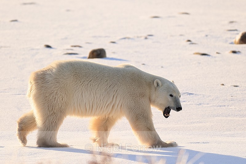 Male Polar Bear gapes mouth, Churchill, Canada - Polar Bear