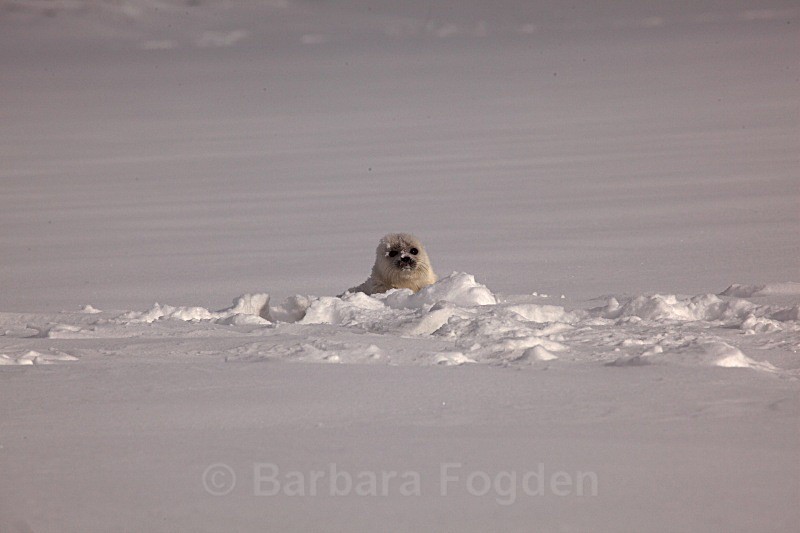 The first fresh snow 0969 - First 6 weeks of a seal pup's life