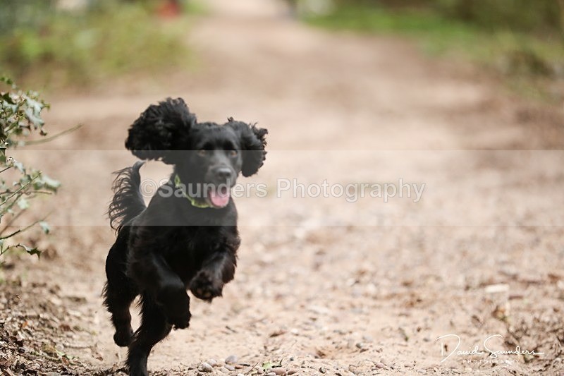 SPXX3924 - Endurance Dogs