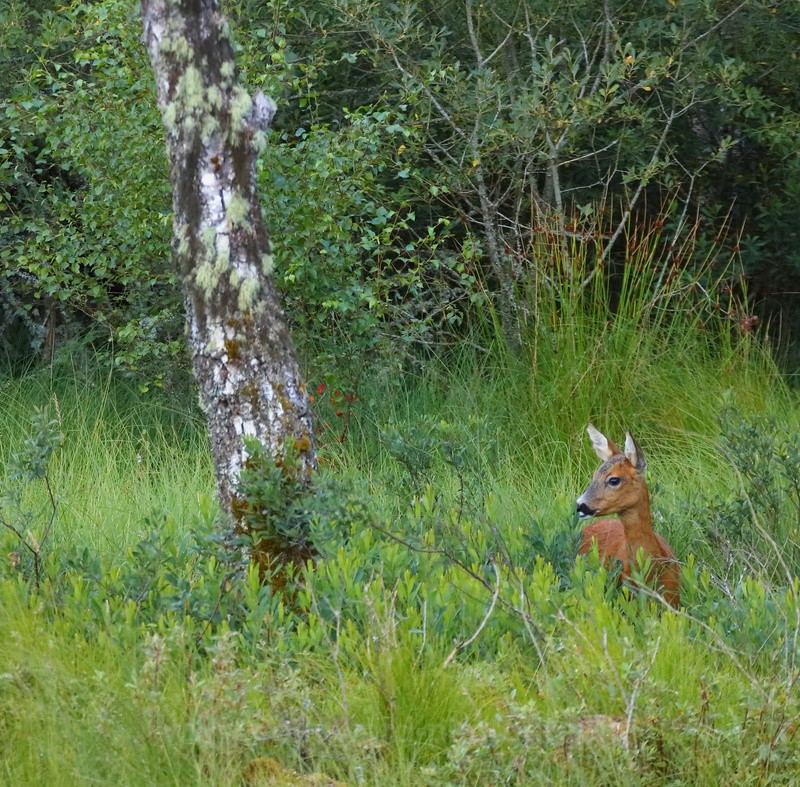 Red Deer - Scotland
