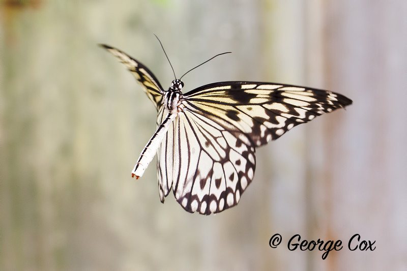 Tree Nymph - Idea leuconoe