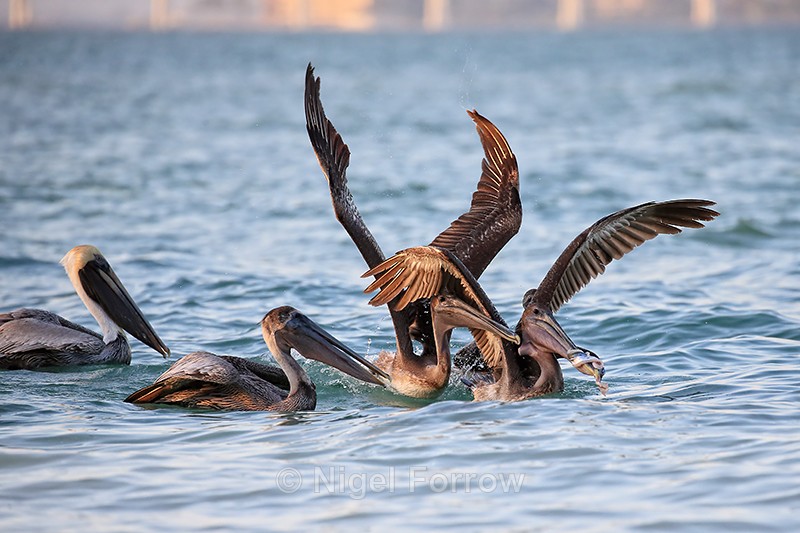 Brown Pelicans squabbling over fish, Sanibel Island, Florida - Brown Pelican