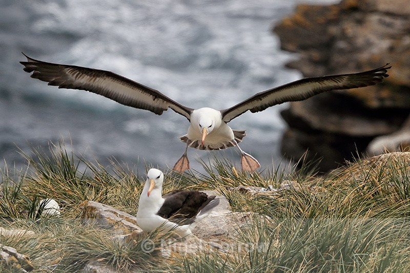 Black-browed Albatross landing, West Point Island, Falklands - Black-browed Albatross