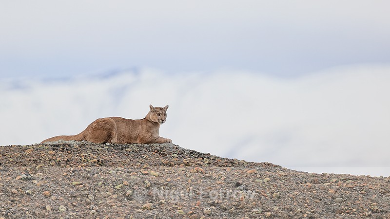 Puma Petaca resting on conglomerate rock, Torres del Paine, Chile - Puma