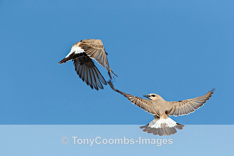 Isabelline Wheatear displaying males - Lesvos ~ Other Birds
